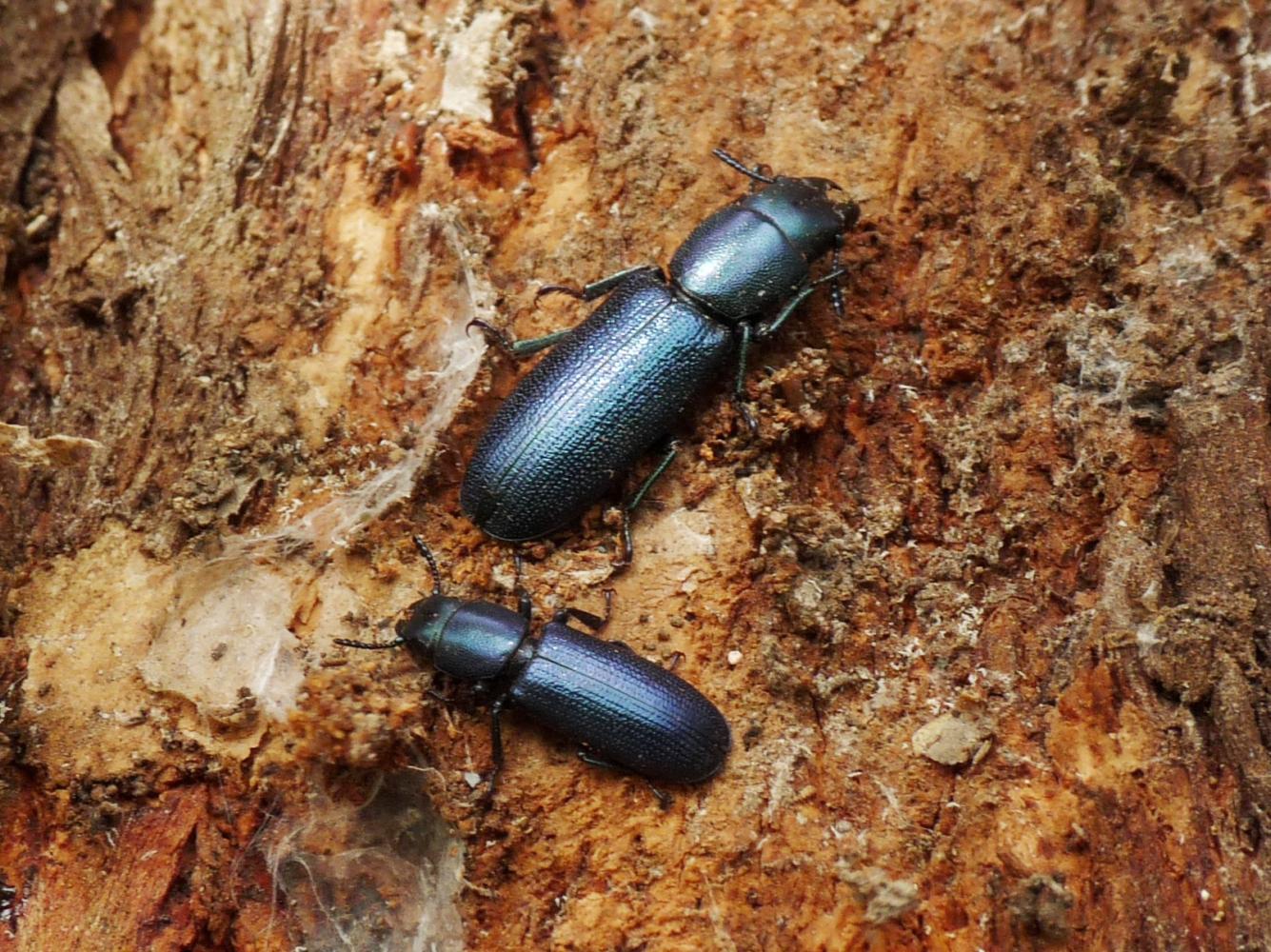 Coppia di Temnochila caerulea